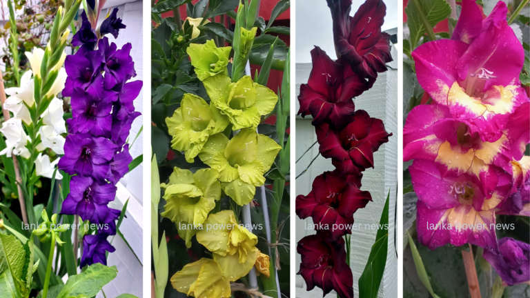 GLADIOLUS COLLECTION