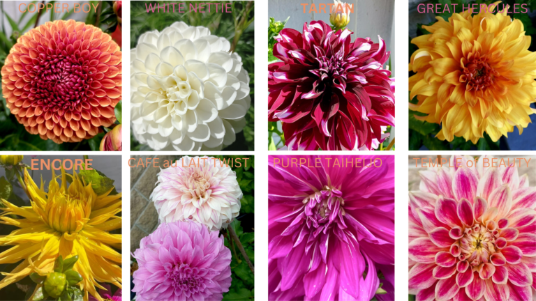 DAHLIA COLLECTION