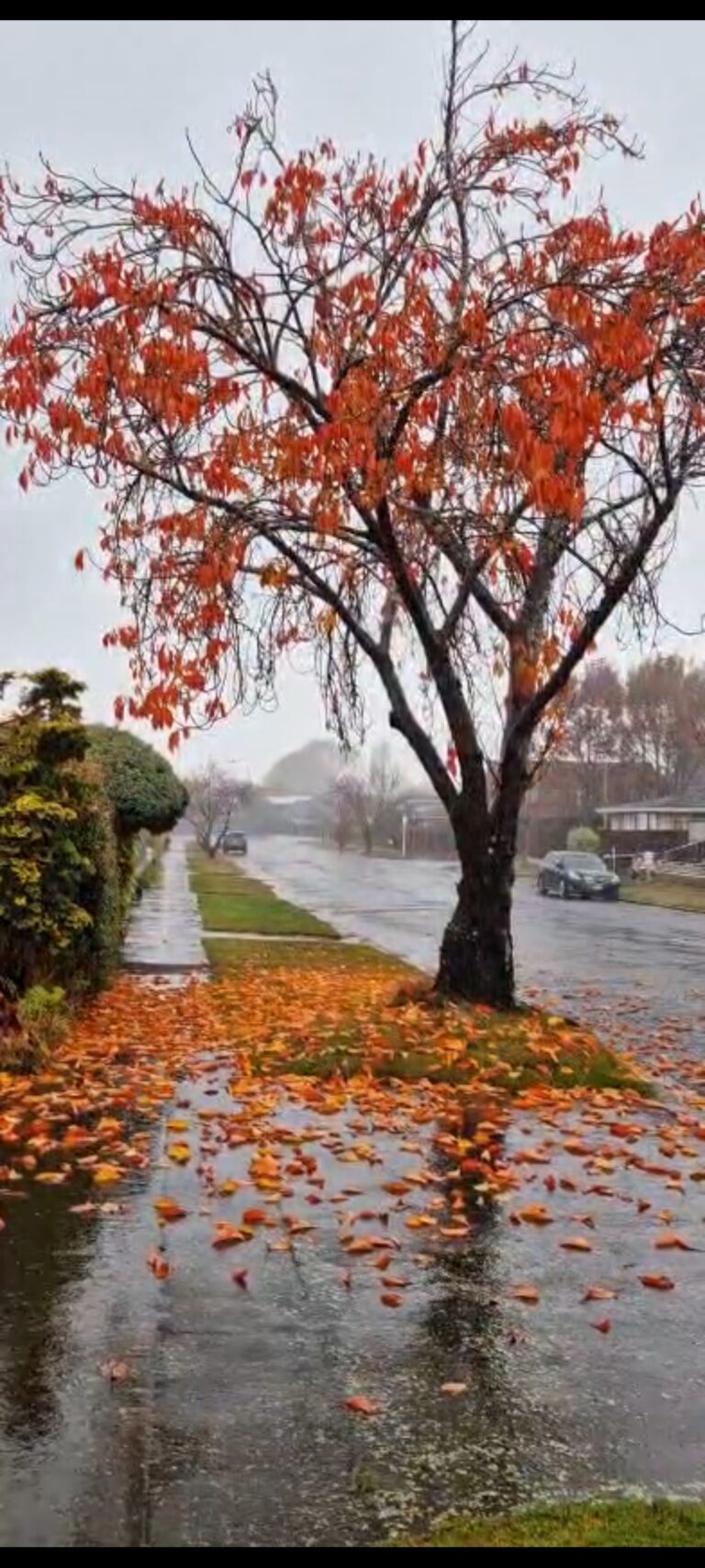 The Autumn Rain..!