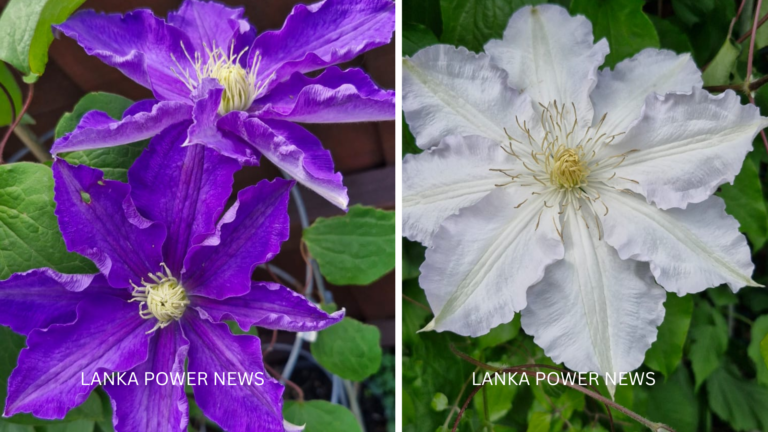 CLEMATIS OF NEW ZEALAND…