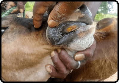 කුර හා මුඛ රෝගය පාලනය බිඳ වැටිම..!