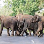 අලි මිනිස් ගැටුමට විසඳුම්..!