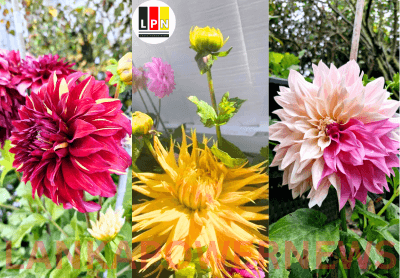 Dahlia flowers in New Zealand.