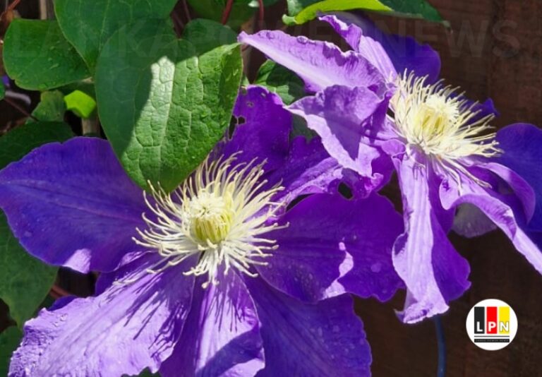 Clematis flowers in New Zealand..!