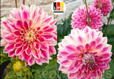 ඩේලියා ගැන ඔබ නොදත්දේ..!