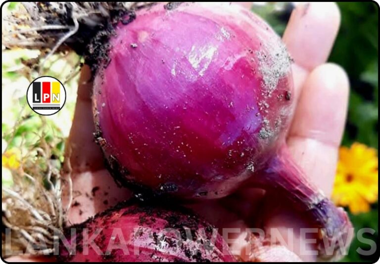 Onions, Companian Gardening…!